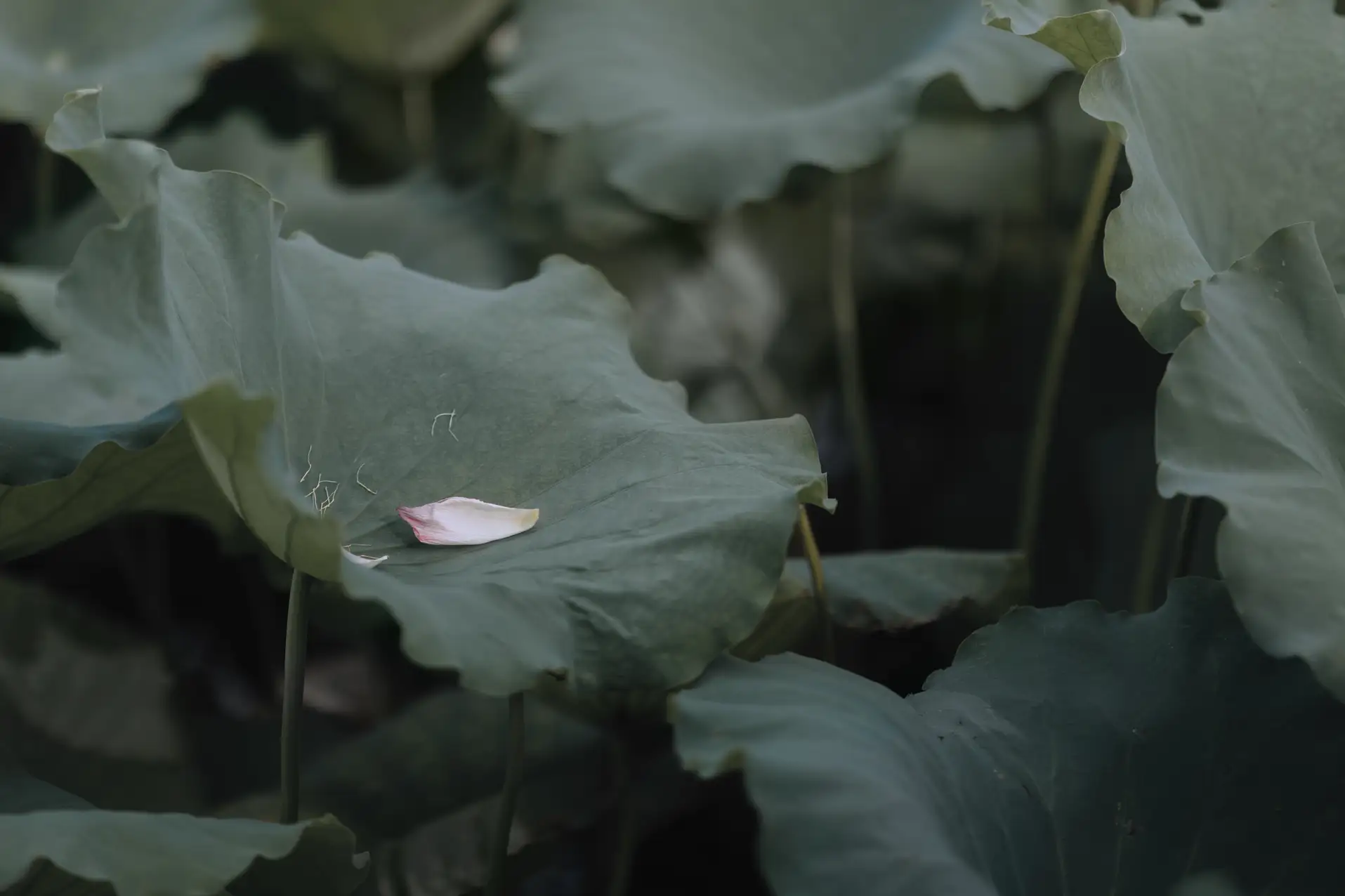 [艺图语] 2022.01.19 Vol.676 – 采莲女 饼饼#[27P]-7