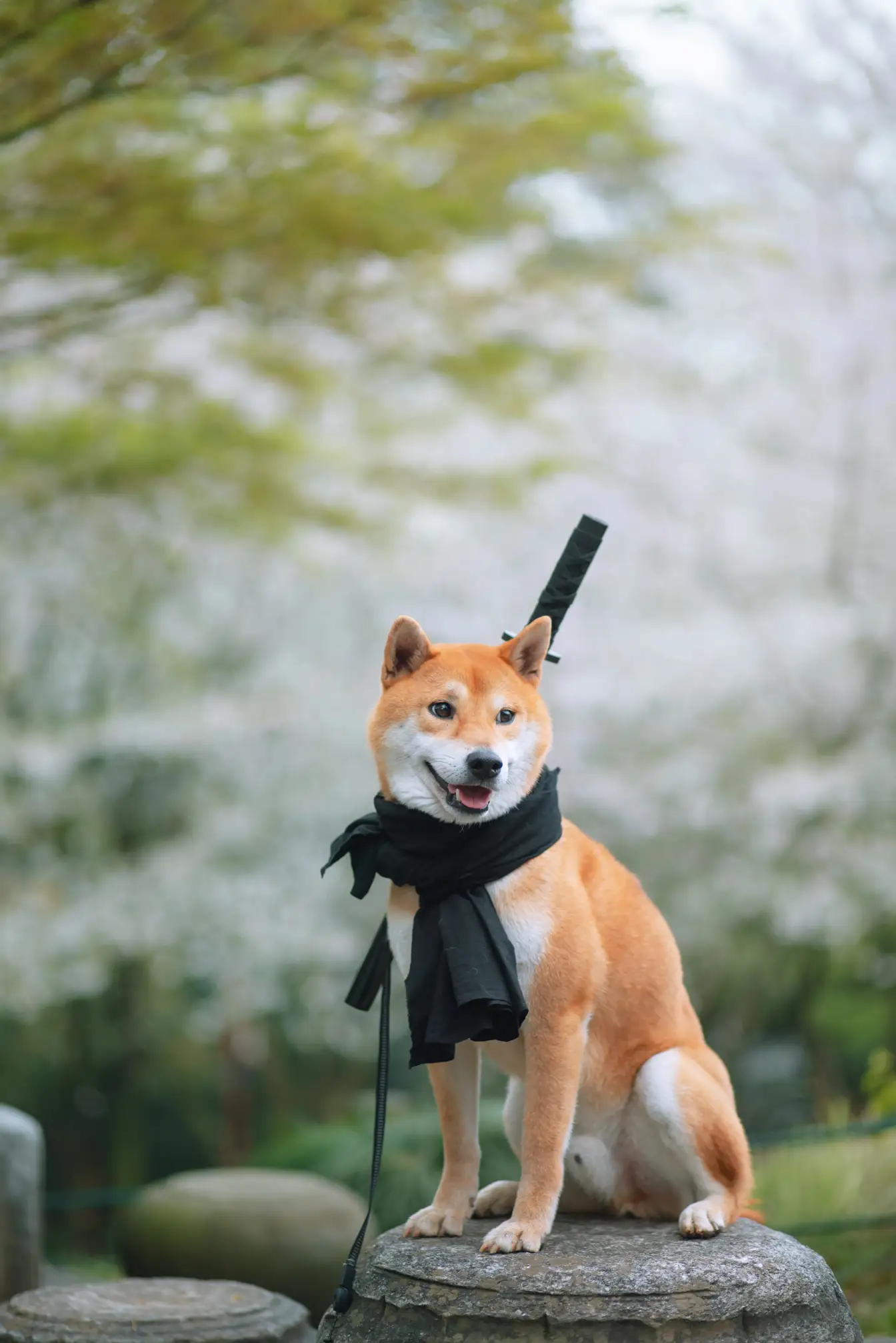 [艺图语] 2021.10.11 Vol.344 – 犬侍 老乔#[21P]-3